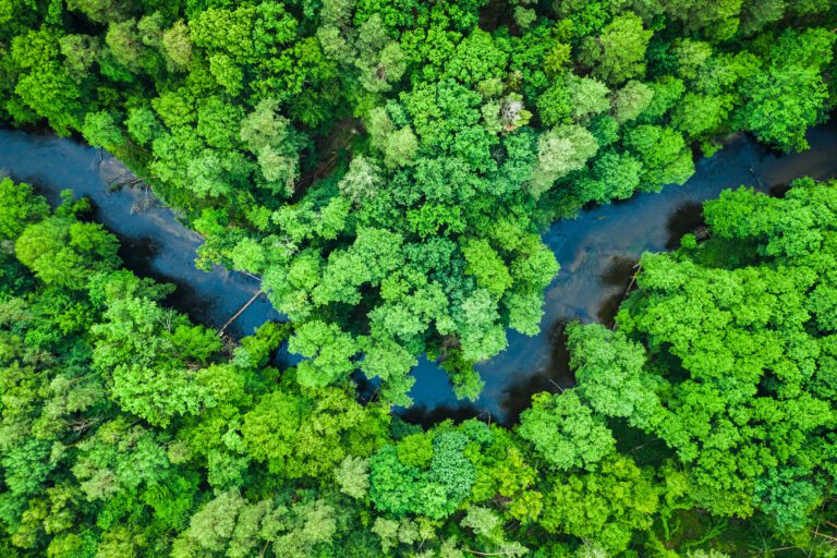 Top view of forest and river in Tuchola national park